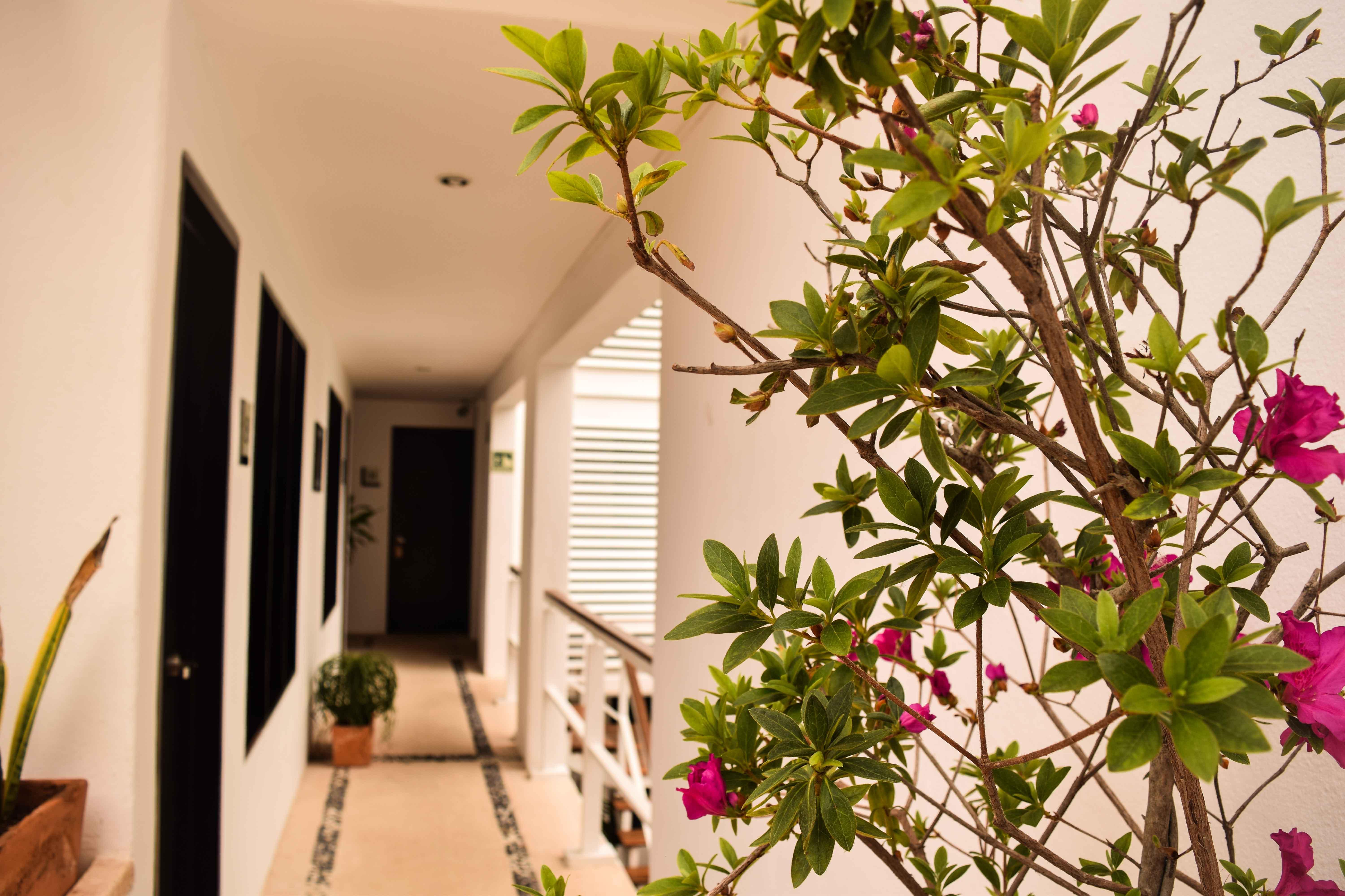 Casa Ticul Hotel Boutique - 5Th Ave (Adults Only) Playa del Carmen Dış mekan fotoğraf