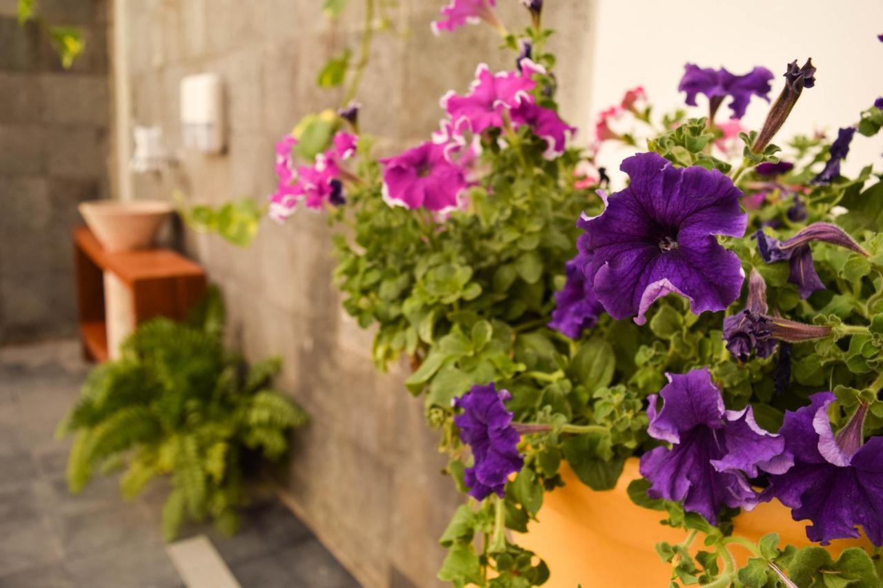 Casa Ticul Hotel Boutique - 5Th Ave (Adults Only) Playa del Carmen Dış mekan fotoğraf Petunia